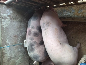 Vand 2porci de tara,cu coada nu de ferma - imagine 2