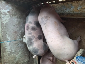 Vand 2porci de tara,cu coada nu de ferma