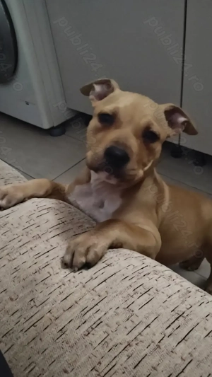 Amstaff cu pedigree  - imagine 5