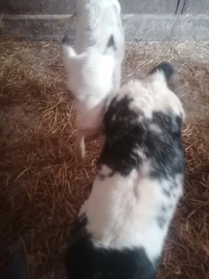 Vând 3 vițele alb albastru  - imagine 2