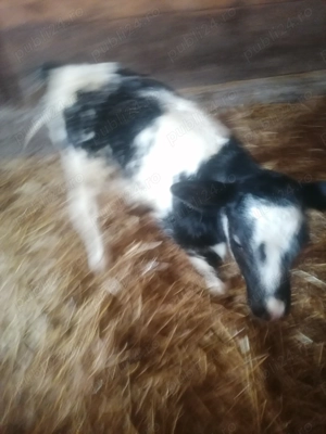 Vând 3 vițele alb albastru  - imagine 3