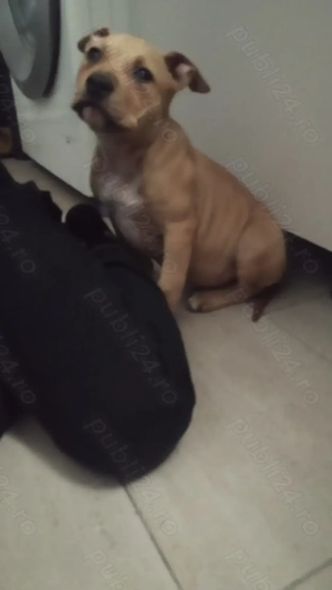 Amstaff cu pedigree  - imagine 4