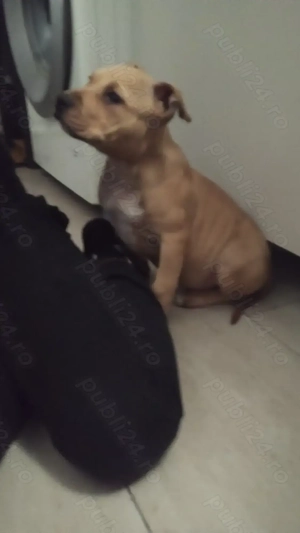 Amstaff cu pedigree  - imagine 3