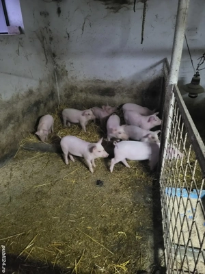 Vand purceii  9 săptămâni 