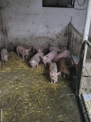 Vand purceii  - imagine 4