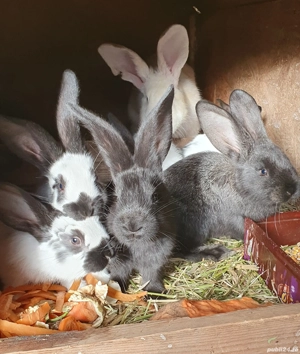 Iepurasi rasa fluture german  - imagine 5