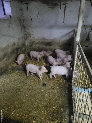 Vand purceii  - imagine 5