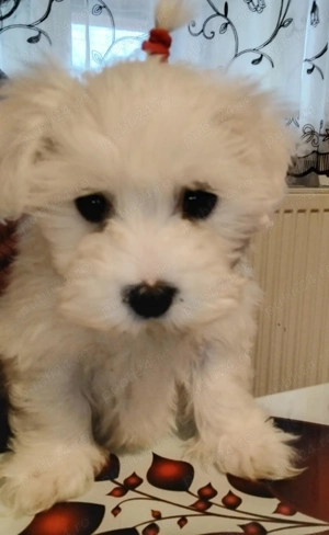 Donez bishon zero șapte patru unu 744 șapte 45