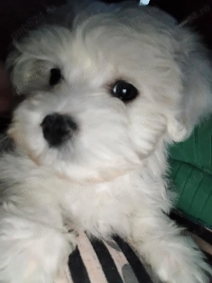 Donez bishon zero șapte patru unu 744 șapte 45 - imagine 2