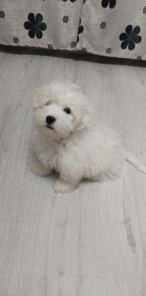 Donez bishon zero șapte patru unu 744 șapte 45 - imagine 3