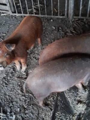 șoldani de vânzare 