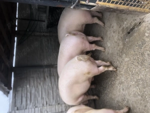 Porci de vânzare  - imagine 2