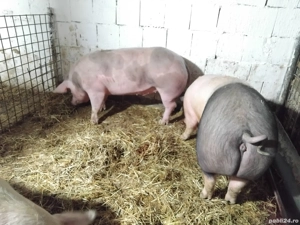de vanzare porci de calitate de carne  - imagine 3