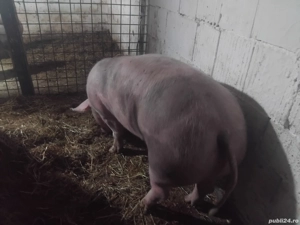 de vanzare porci de calitate de carne  - imagine 2