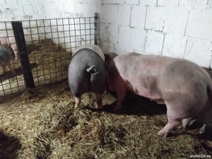 de vanzare porci de calitate de carne  - imagine 4