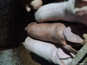 vând porci de carne  - imagine 2