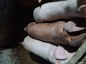 vând porci de carne 