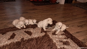 catalusi bishonii - imagine 3