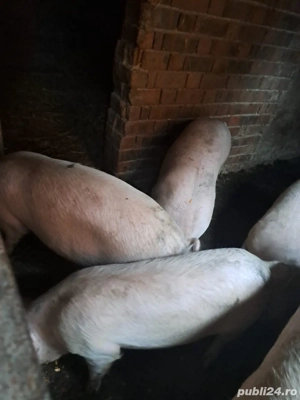 Porci de vanzare intre 90-120 kg!!