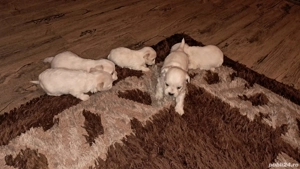 catalusi bishonii - imagine 2