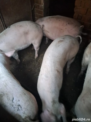 Porci de vanzare intre 90-120 kg!! - imagine 2