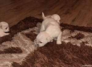 catalusi bishonii - imagine 4