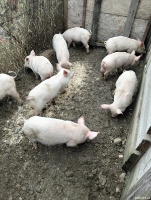 Purcei de vinzare - imagine 2