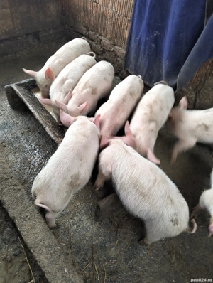 Purcei de vinzare - imagine 4