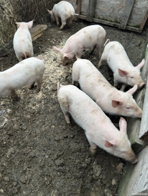 Purcei de vinzare - imagine 3