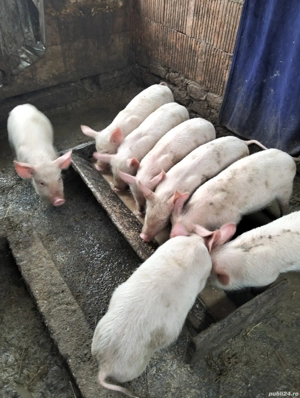 Purcei de vinzare - imagine 1