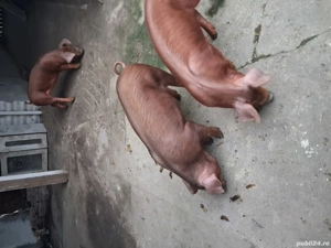 vând purcei duroc - imagine 2