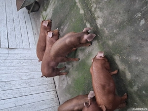 vând purcei duroc - imagine 3