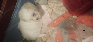 Vand catei pui bichon, o luna si jumatate