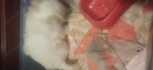 Vand catei pui bichon, o luna si jumatate - imagine 2