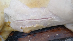 vând  porc  de carne sat chiscareni comuna Șipote  județ  iasi  - imagine 3