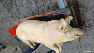 vând  porc  de carne sat chiscareni comuna Șipote  județ  iasi  - imagine 4