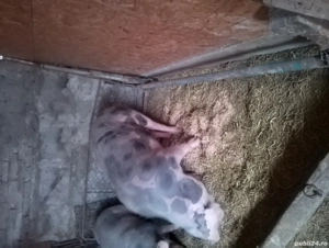 Vând porci - imagine 4