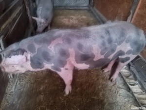 Vând porci - imagine 3