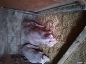 Vând porci - imagine 5