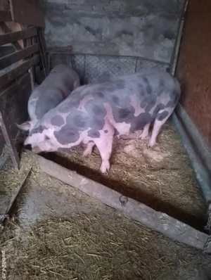 Vând porci - imagine 2