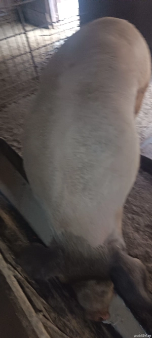 Vind porc  - imagine 2