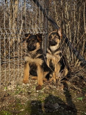 Pui Ciobanesc german 2,5 luni