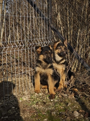 Pui Ciobanesc german 2,5 luni - imagine 2