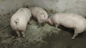 Porci de vanzare Darza,Crevedia  - imagine 2