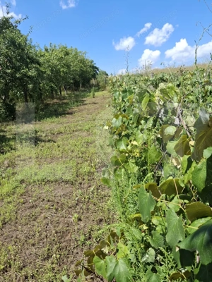 Casă, teren, anexe – Unțeni, Burlești - Proprietate cu potențial! - imagine 9