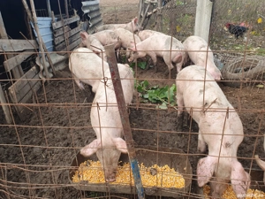 porci de vânzare 
