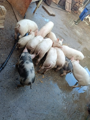 Purcei 12 săptămâni 13disponibili 