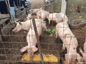 porci purceii din rasa marele alb și landras  - imagine 2