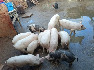 Purcei 12 săptămâni 13disponibili  - imagine 2