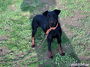 vand catea jagdterrier 